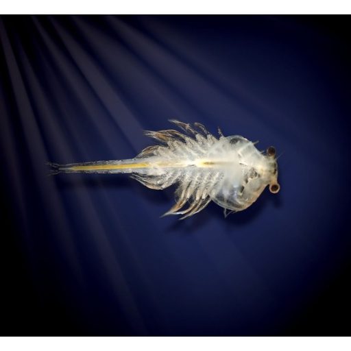 Aqua Dragons Vízalatti Élővilág