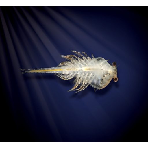 Aqua Dragons Élőlények -pete, eledel